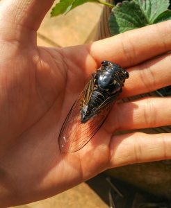 cicada in hand