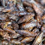 photo: a mass of teeming cicadas
