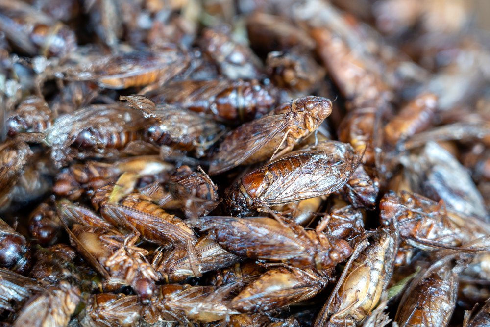 photo: a mass of cicadas