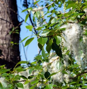 photo: close-up of cottonwood leaves and blooms