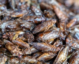 Ready or Not, Cicadas Are Coming for Your Cooling Towers