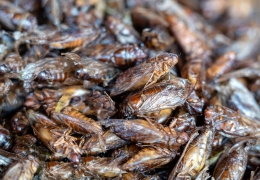 Ready or Not, Cicadas Are Coming for Your Cooling Towers