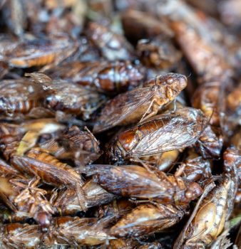 Ready or Not, Cicadas Are Coming for Your Cooling Towers