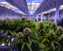 Clearing the Air: PreVent®, Permatron and Cannabis Indoor Grow Rooms
