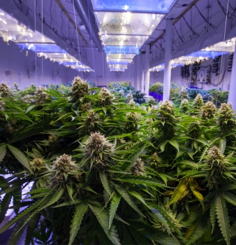 Clearing the Air: PreVent®, Permatron and Cannabis Indoor Grow Rooms