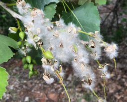 The Importance of Cottonwood Screens (and The Benefits of MagnaMount Mount Clips)