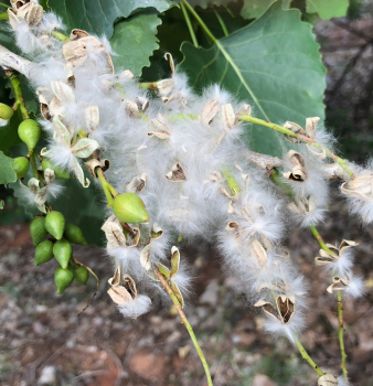 The Importance of Cottonwood Screens (and The Benefits of MagnaMount Mount Clips)