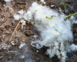 The Ins and Outs of Cottonwood Screens (A Cottonwood Filter FAQ)