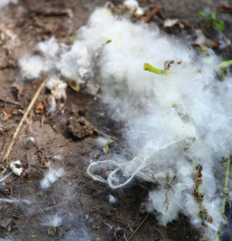 The Ins and Outs of Cottonwood Screens (A Cottonwood Filter FAQ)