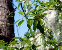Seeds of Discontent: How Cottonwood Influences Air Quality in Rural Areas