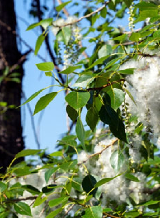 Seeds of Discontent: How Cottonwood Influences Air Quality in Rural Areas