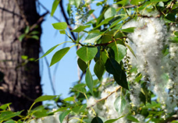 Seeds of Discontent: How Cottonwood Influences Air Quality in Rural Areas