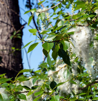 Seeds of Discontent: How Cottonwood Influences Air Quality in Rural Areas