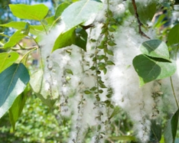 Metal Mesh vs. PreVent Prefilter: Which Works Better with Cottonwood Seedlings?