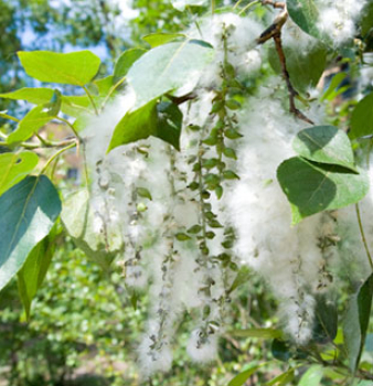 Metal Mesh vs. PreVent Prefilter: Which Works Better with Cottonwood Seedlings?