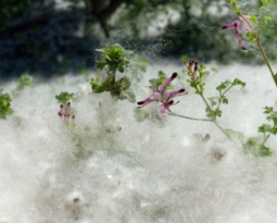 No Fluff: Here’s Why You Need an Electrostatic Cottonwood Filter