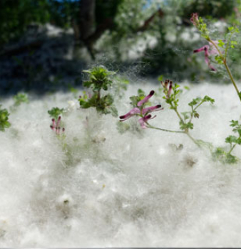 No Fluff: Here’s Why You Need an Electrostatic Cottonwood Filter