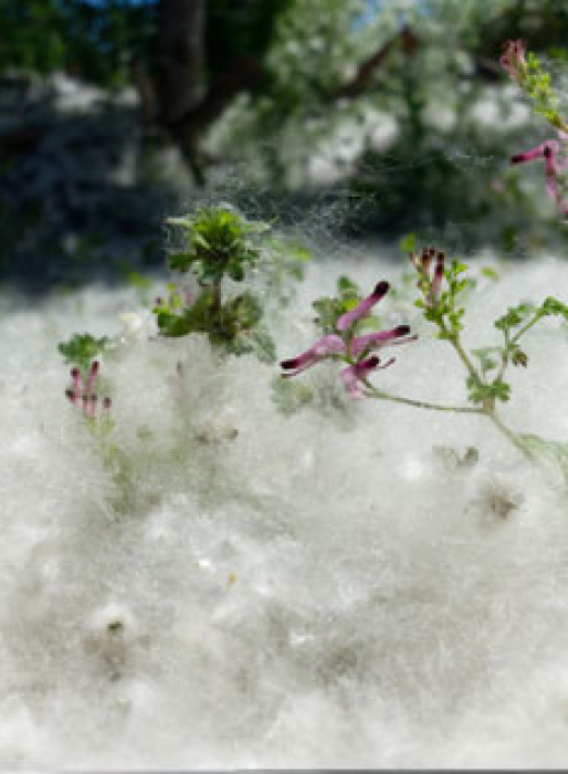 No Fluff: Here’s Why You Need an Electrostatic Cottonwood Filter